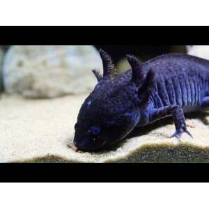 TROPICAL Ophtalvit-A Chelonia...
