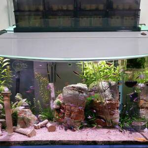 Hygger 6.2-Inch Long Large Aquarium...