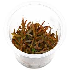 AquaNature Aquarium Tissue Culture...