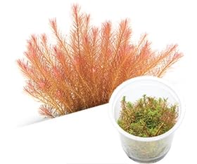 AquaNature Tissue Culture Aquarium...