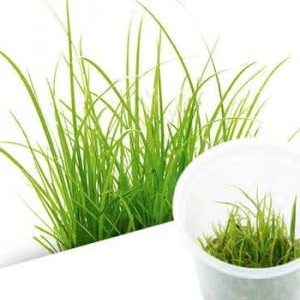 Aquanature Aquarium Tissue Culture...