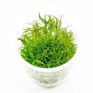 AquaNature Aquarium Tissue Culture...