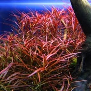 AquaNature Tissue Culture Aquarium...