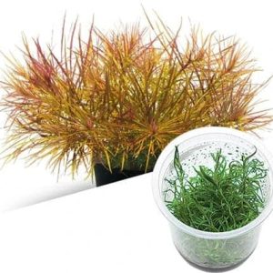AquaNature Aquarium Tissue Culture...