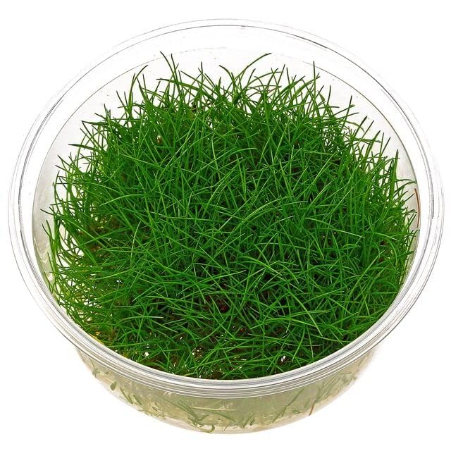 AquaNature Aquarium Tissue Culture...