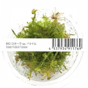AquaNature Tissue Culture Aquarium...