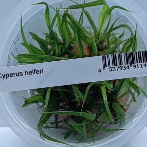 Aquanature Aquarium Tissue Culture...