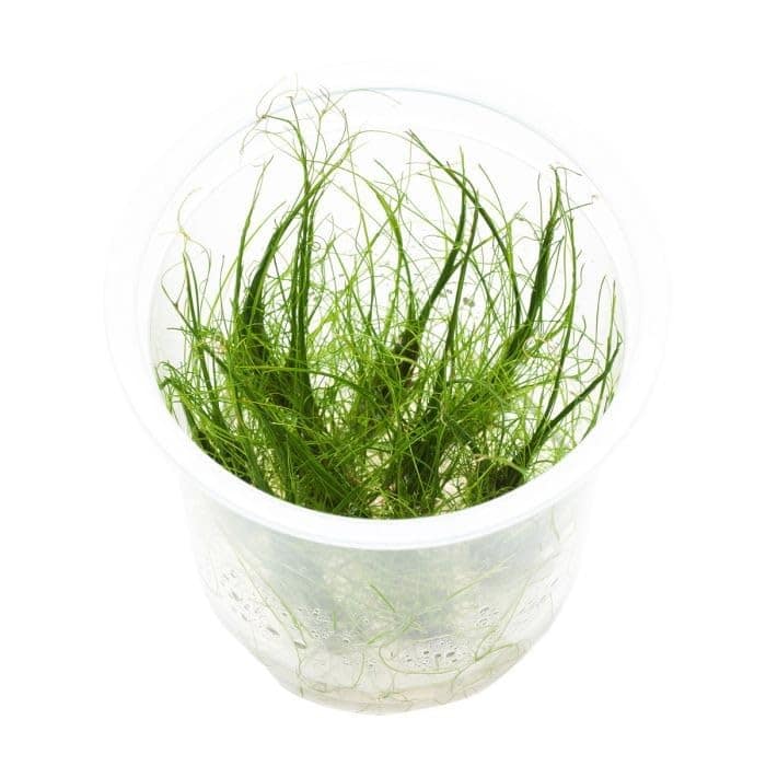 AquaNature Aquarium Tissue Culture...