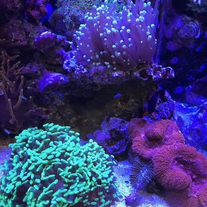 Seachem Reef Builder