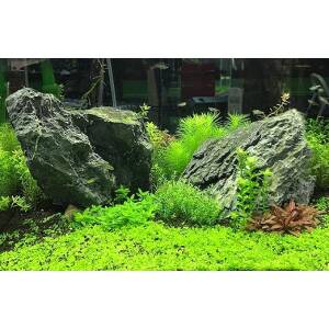 Seacheam Flourish Nitrogen supplement