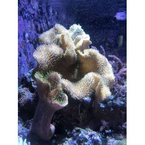 SEACHEM LABORATORIES Reef Phytoplankton