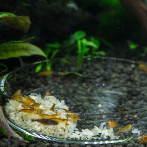 ISTA Shrimp Feeding Dish,Clear...