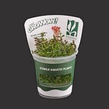 AquaNature Tissue Culture Aquarium...