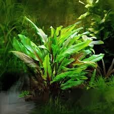 AquaNature Tissue Culture Aquarium...