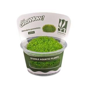 AquaNature Tissue Culture Aquarium...