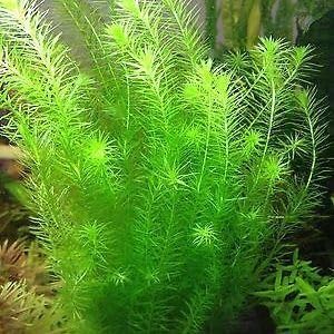 AquaNature Tissue Culture Aquarium...