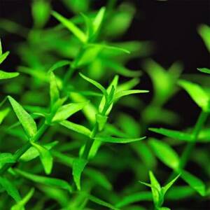 AquaNature Tissue Culture Aquarium...