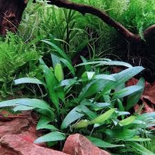 AquaNature Tissue Culture Aquarium...