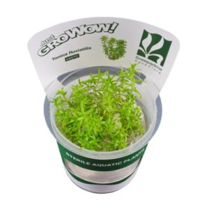 AquaNature Tissue Culture Aquarium...