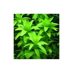 AquaNature Tissue Culture Aquarium...