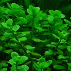 AquaNature Tisue Culture Aquarium...