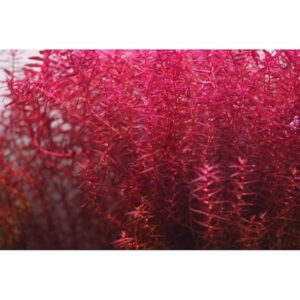 AquaNature Tissue Culture Aquarium...