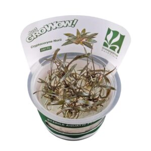 AquaNature Tissue Culture Aquarium...