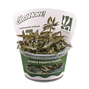 AquaNature Tissue Culture Aquarium...