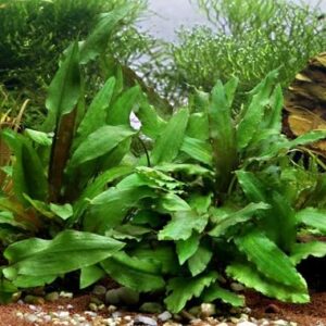AquaNature Tissue Culture Aquarium...
