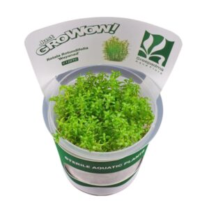 AquaNature Tissue Culture Aquarium...