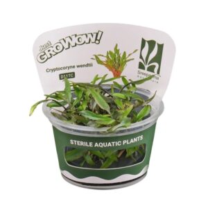 AquaNature Tissue Culture Aquarium...