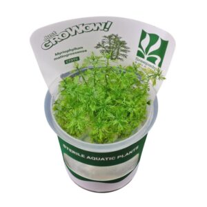 AquaNature Tissue Culture Aquarium...