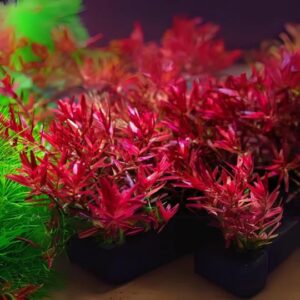 AquaNature Tissue Culture Aquarium...