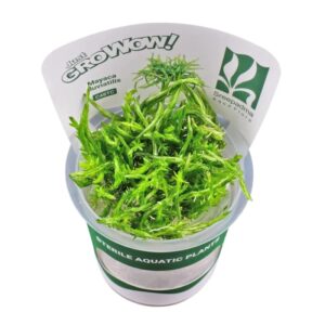 AquaNature Tissue Culture Aquarium...