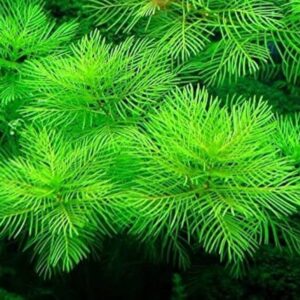 AquaNature Tissue Culture Aquarium...
