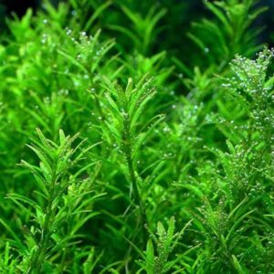 AquaNature Tissue Culture Aquarium...