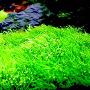 AquaNature Tissue Culture Aquarium...