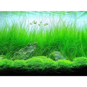 AquaNature Tissue Culture Aquarium...