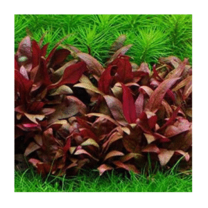 AquaNature Tissue Culture Aquarium...