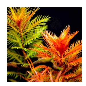 AquaNature Tissue Culture Aquarium...