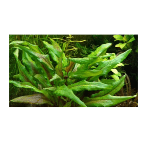 AquaNature Tissue Culture Aquarium...