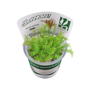 AquaNature Tissue Culture Aquarium...