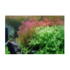AquaNature Tissue Culture Aquarium...