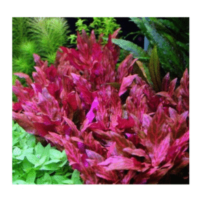 AquaNature Tissue Culture Aquarium...